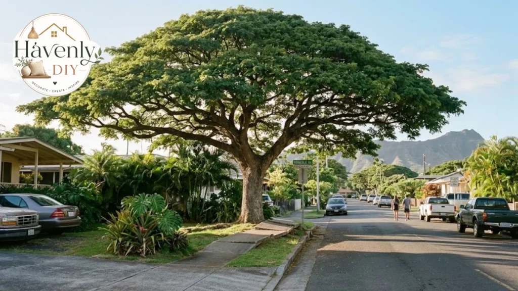 Tree roots lifting a sidewalk in Honolulu