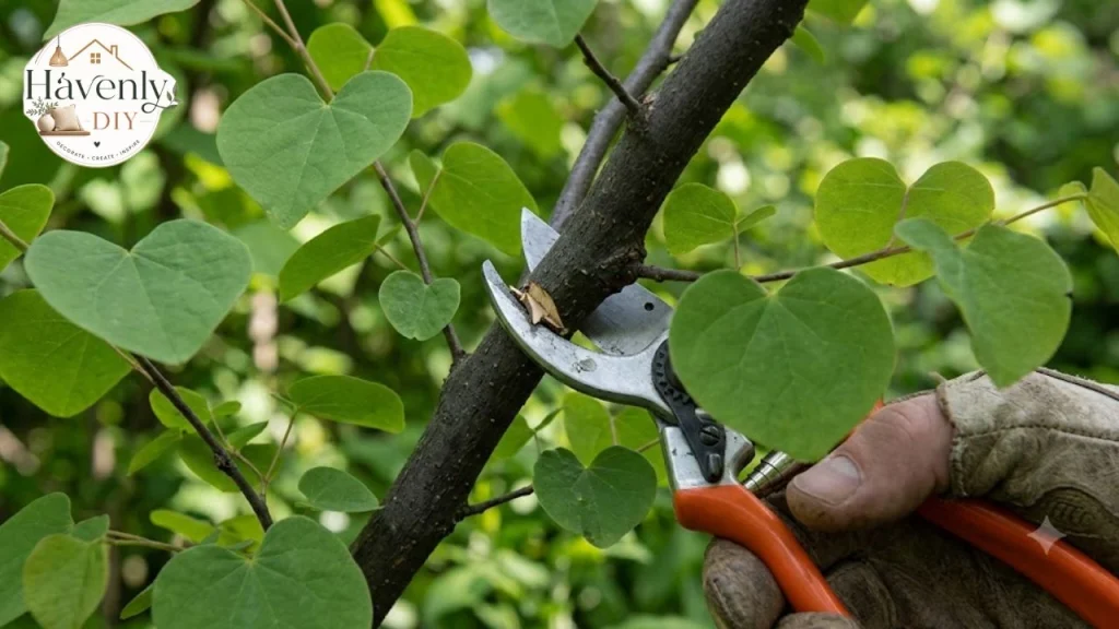 Pruning an eastern redbud branch just outside the branch collar